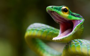 green-snakes-hd-wallpaper