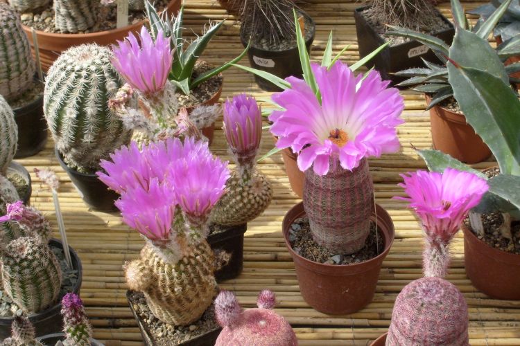 Rainbow Hedgehog Cactus