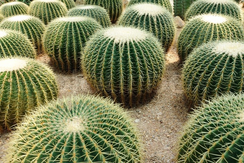 Beaver Tail Cactus