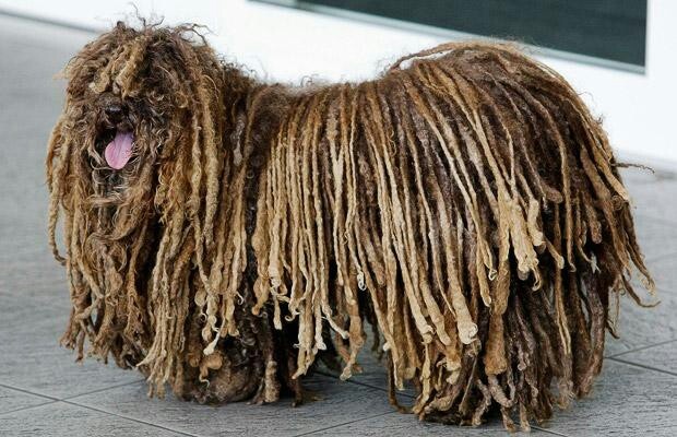 Hungarian Komondor