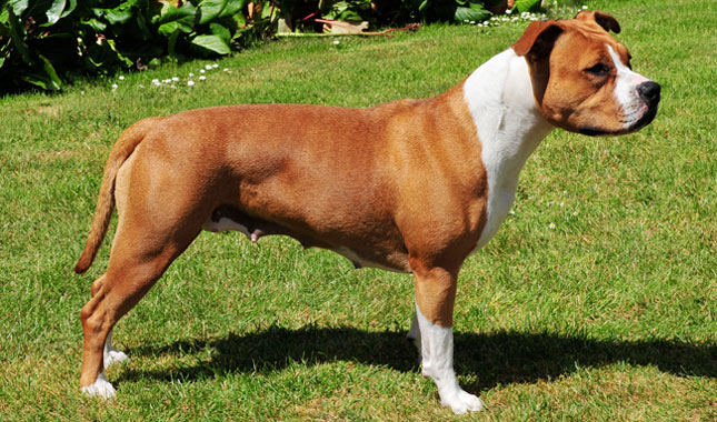 Staffordshire-Terrier-3-645mk070411