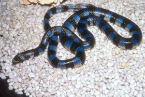 Blue-Krait-e1405381434127