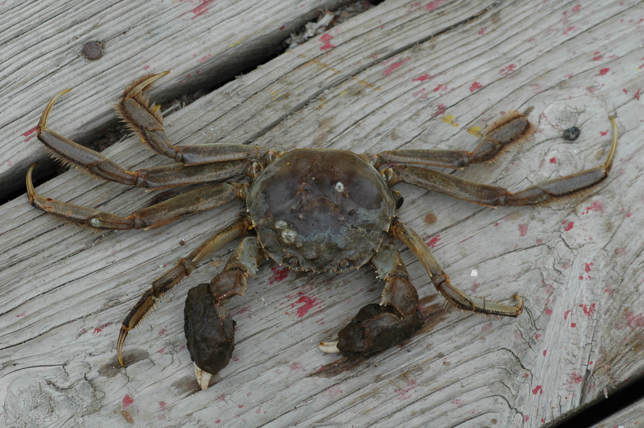 Chinese Mitten Crab