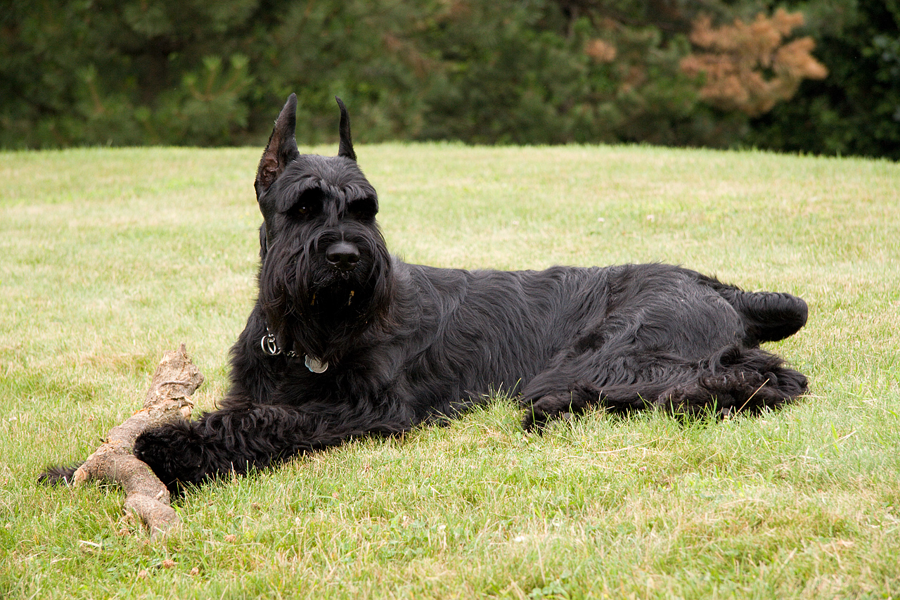 Giant Schnauzer 