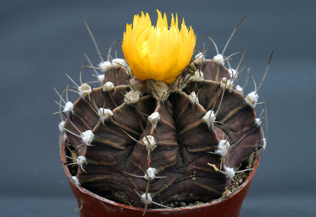 Gymnocalycium Cactus