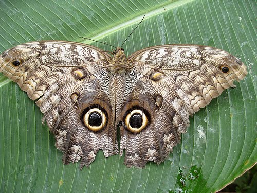 Owl-Butterfly