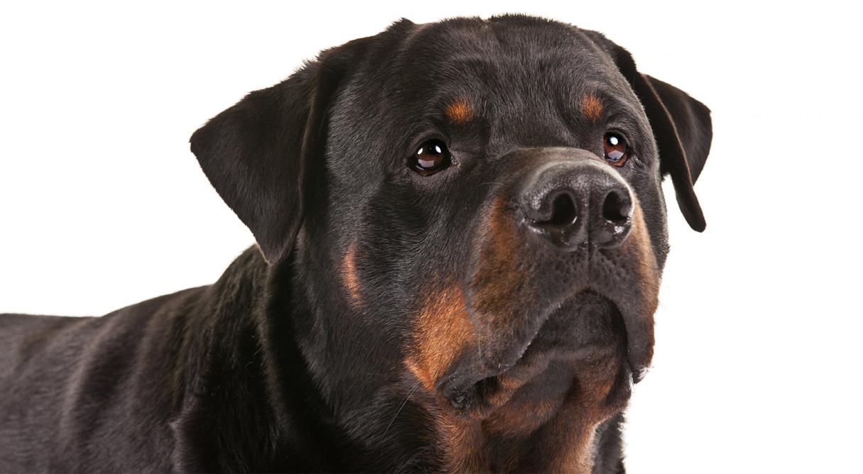 Rottweiler