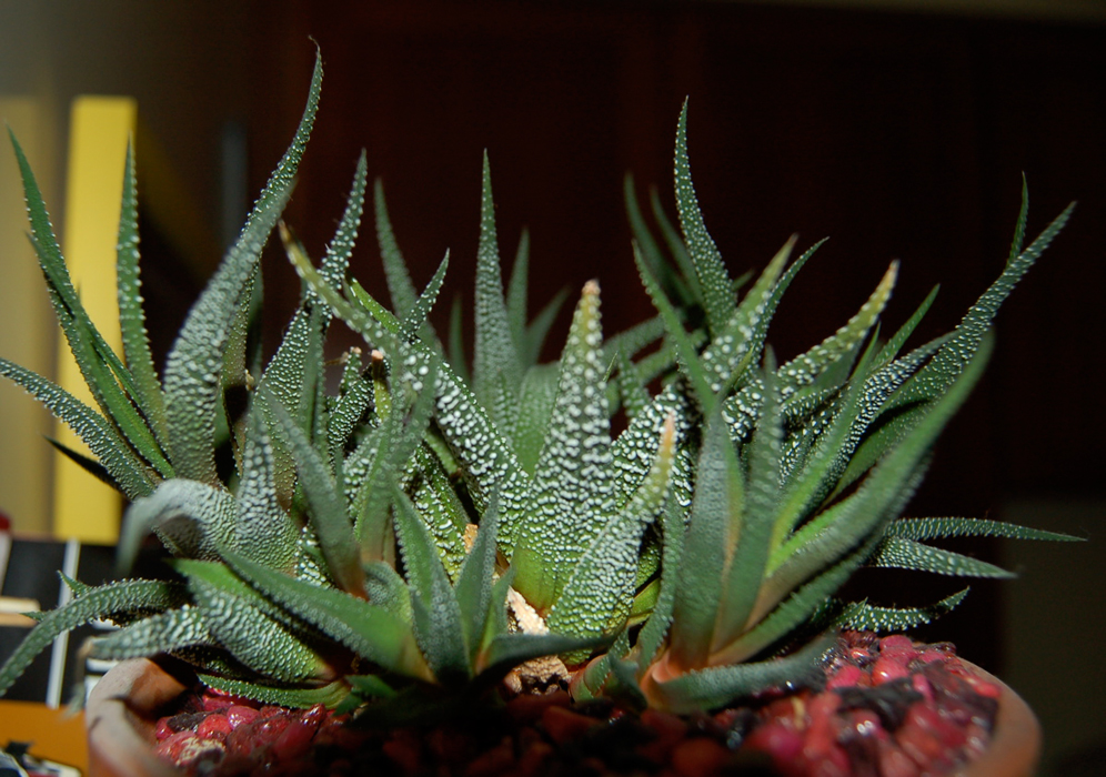 Haworthia Cactus Zebra