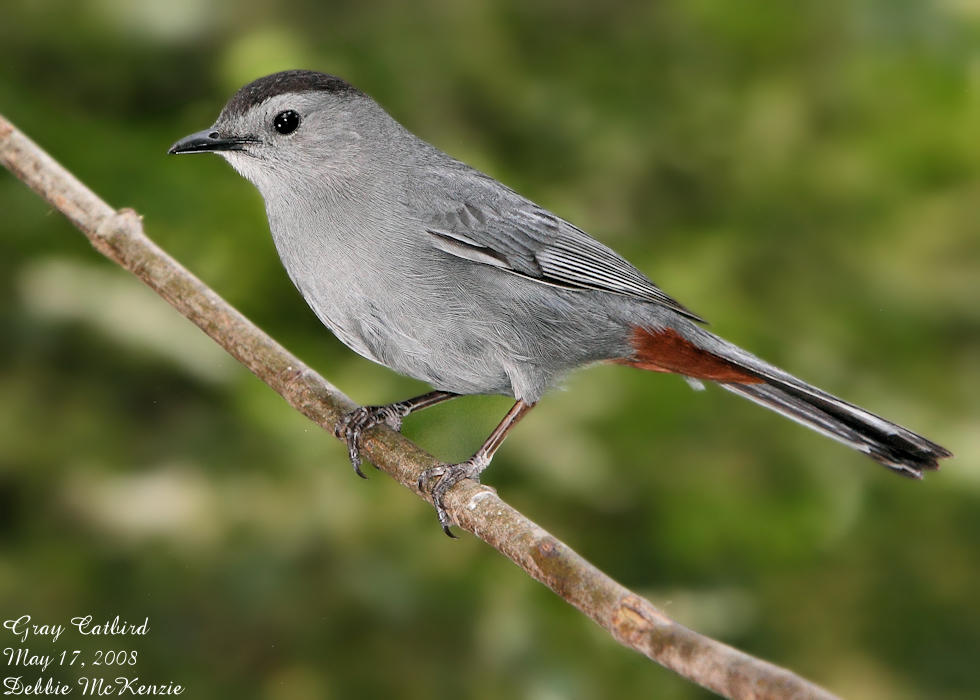 catbird1