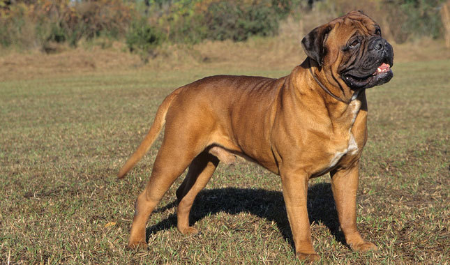 Bullmastiff