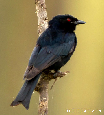 drongo_fork-tailed_nakuru_SNilsen