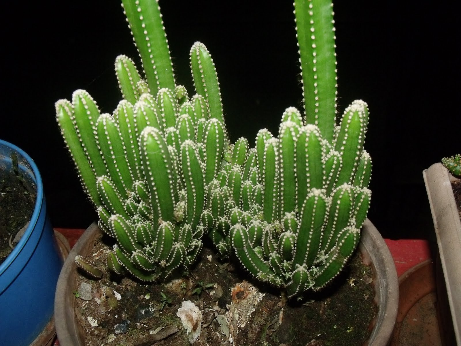 Fairy Castle Cactus