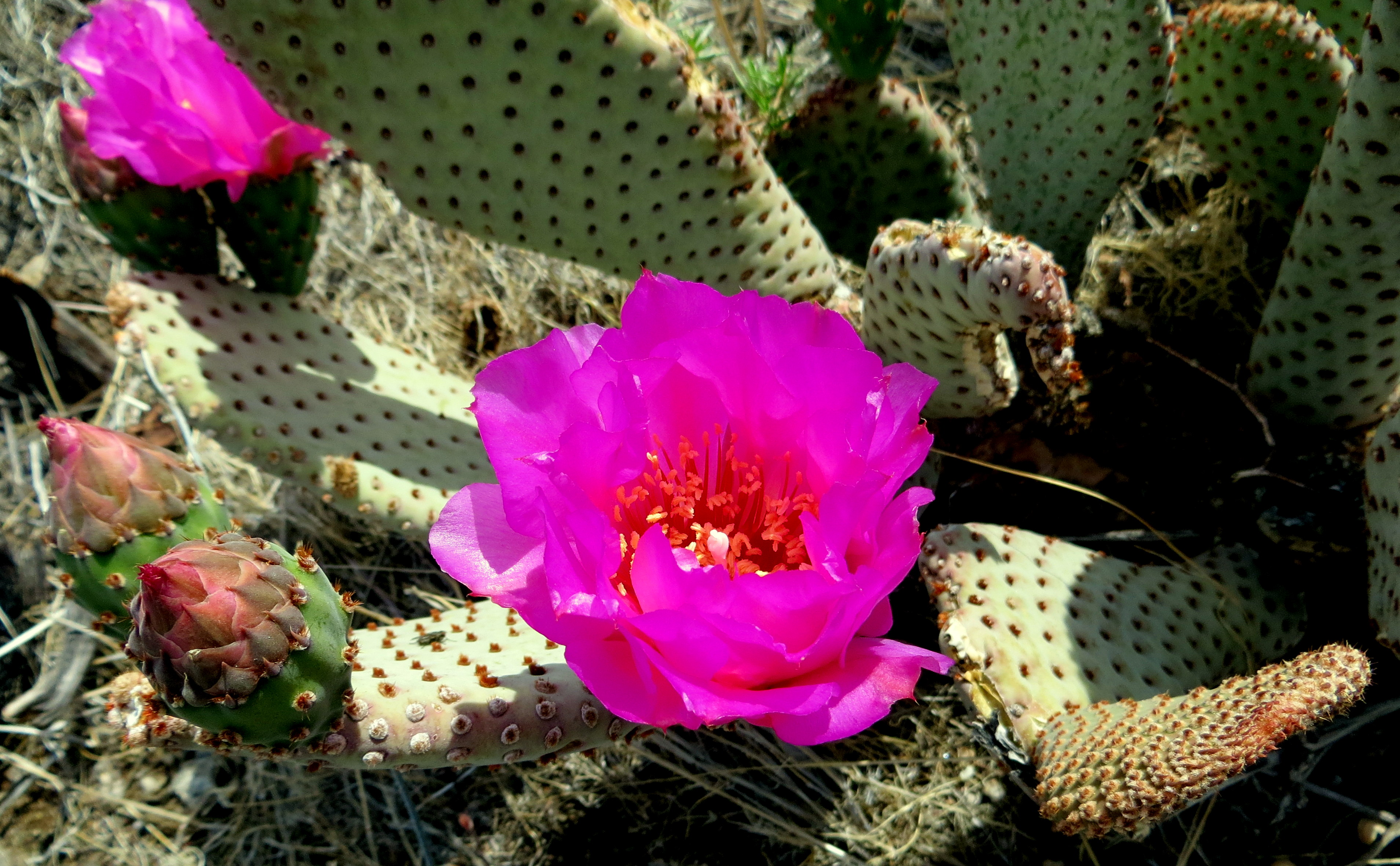 Beaver Tail Cactus