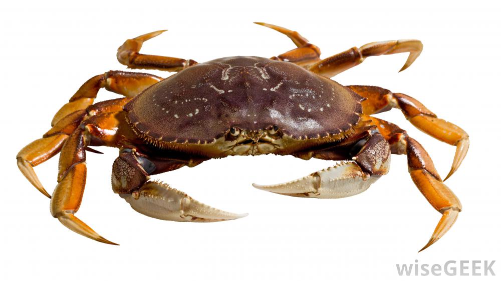 Dungeness Crab