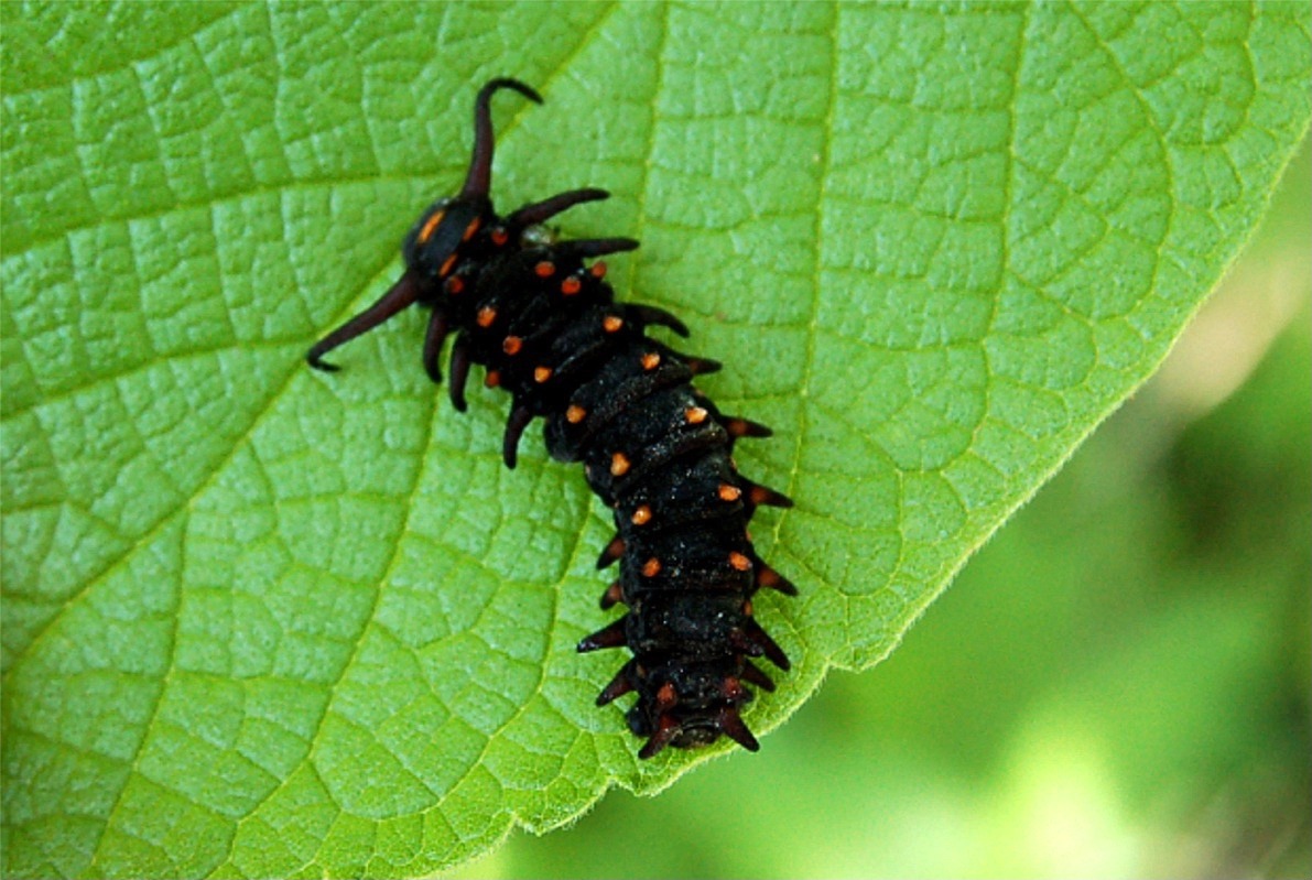 lep_pipevine_swallowtail_caterpillar01