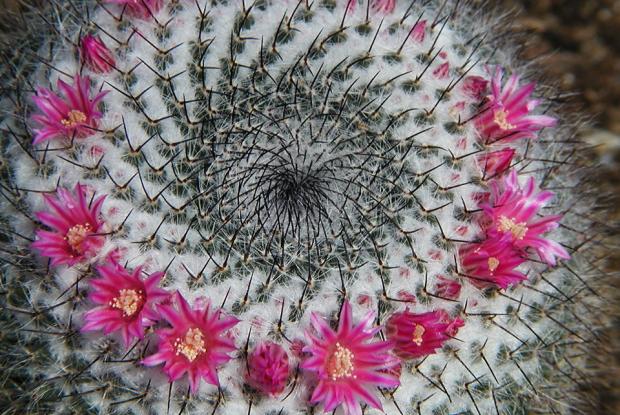 Pincushion Cactus