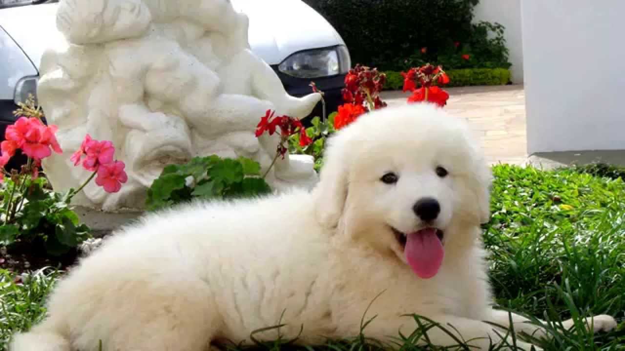 Kuvasz