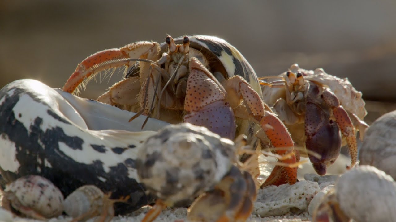 Bering Hermit Crab