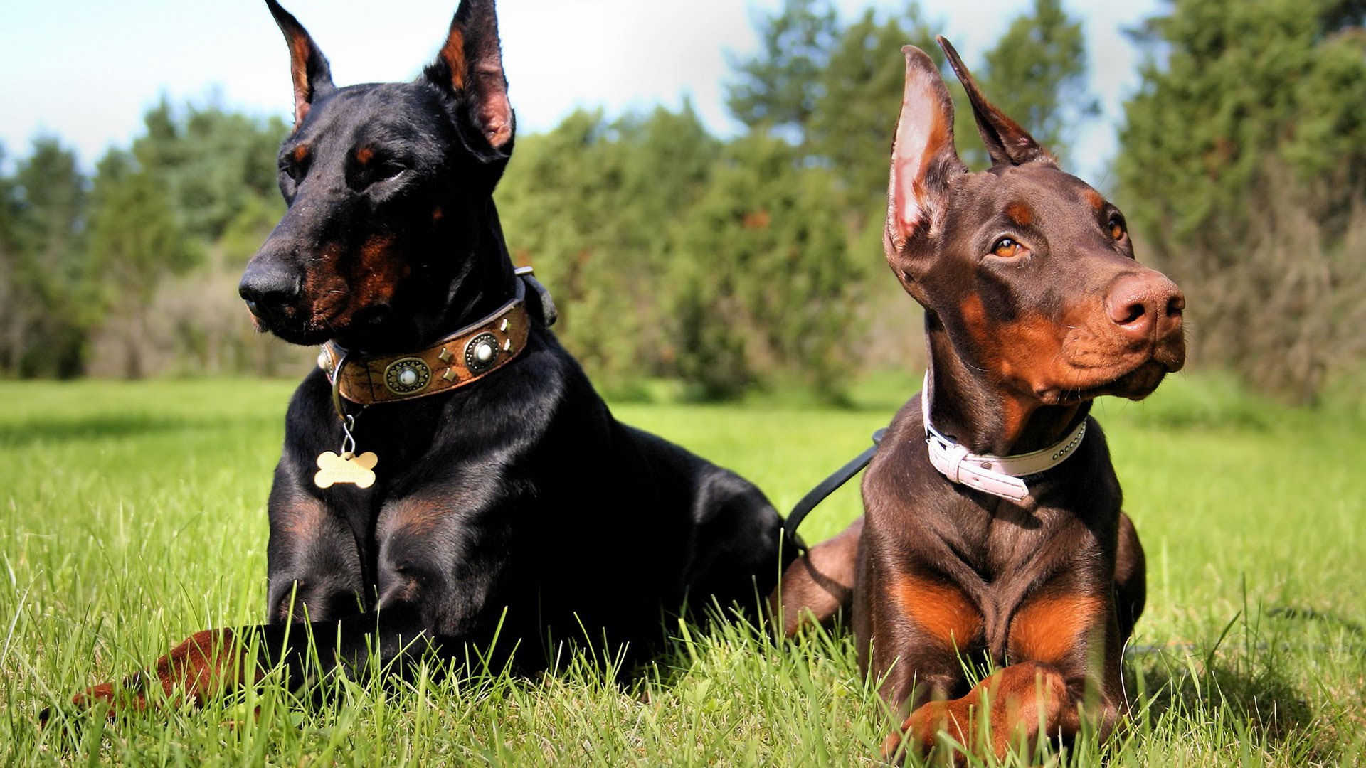 Doberman Pinscher