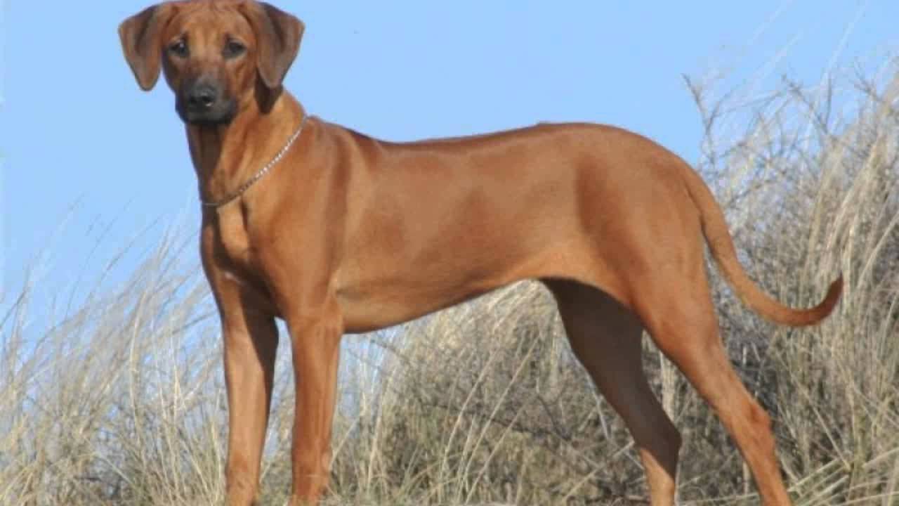 Rhodesian Ridgeback