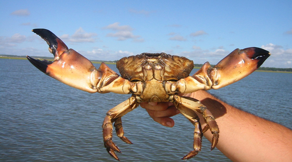 Stone Crab