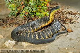 tiger snake