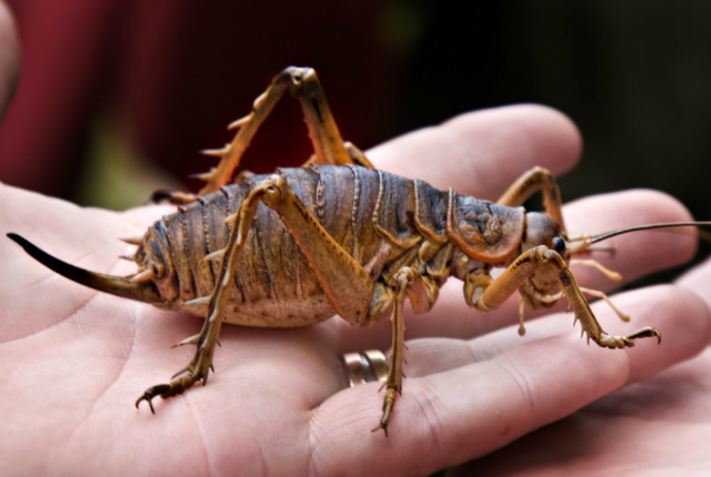 weta