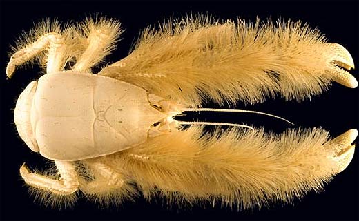 Yeti Crab