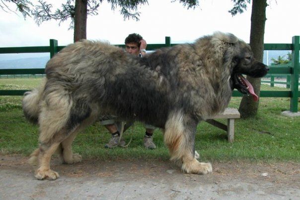 Caucasian Shepherd