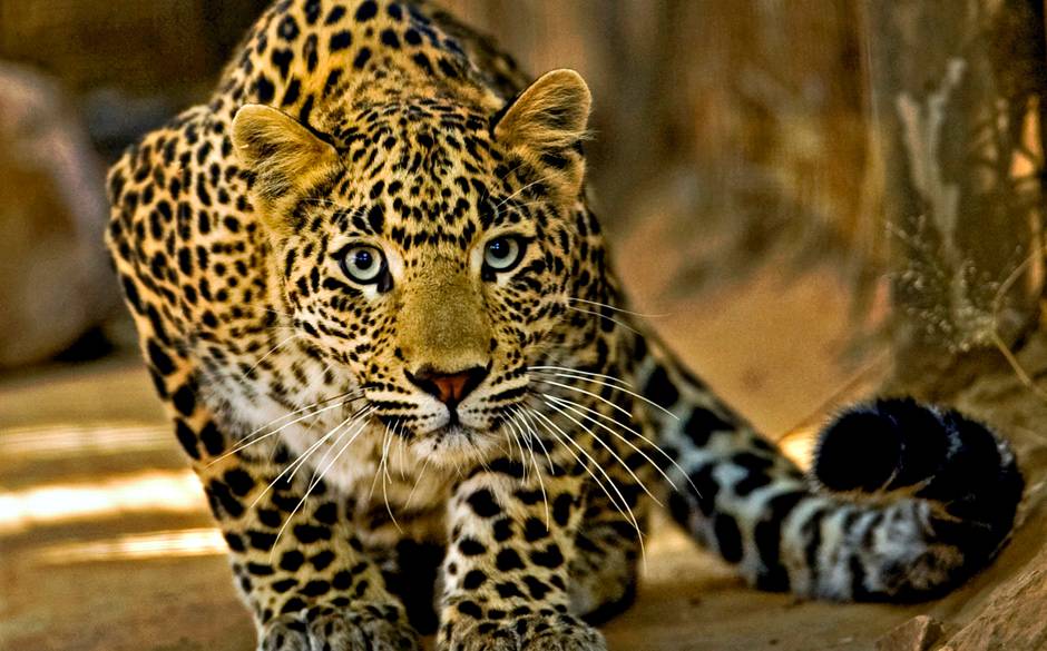 Leopard