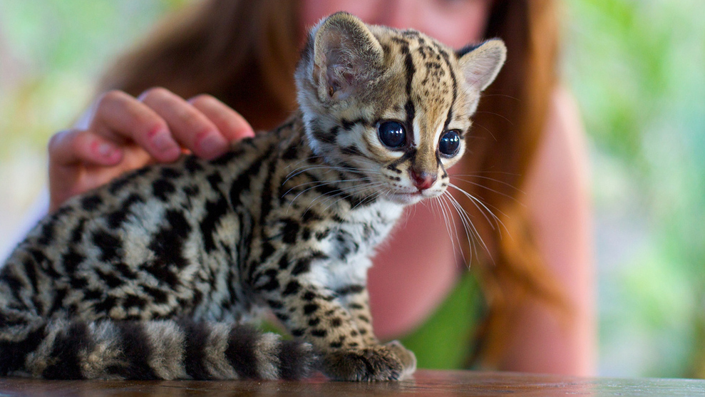 Ocelot 