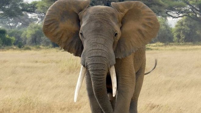 Elephant