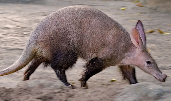 Aardvark