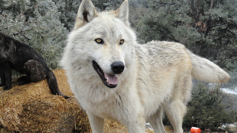 Wolfdog