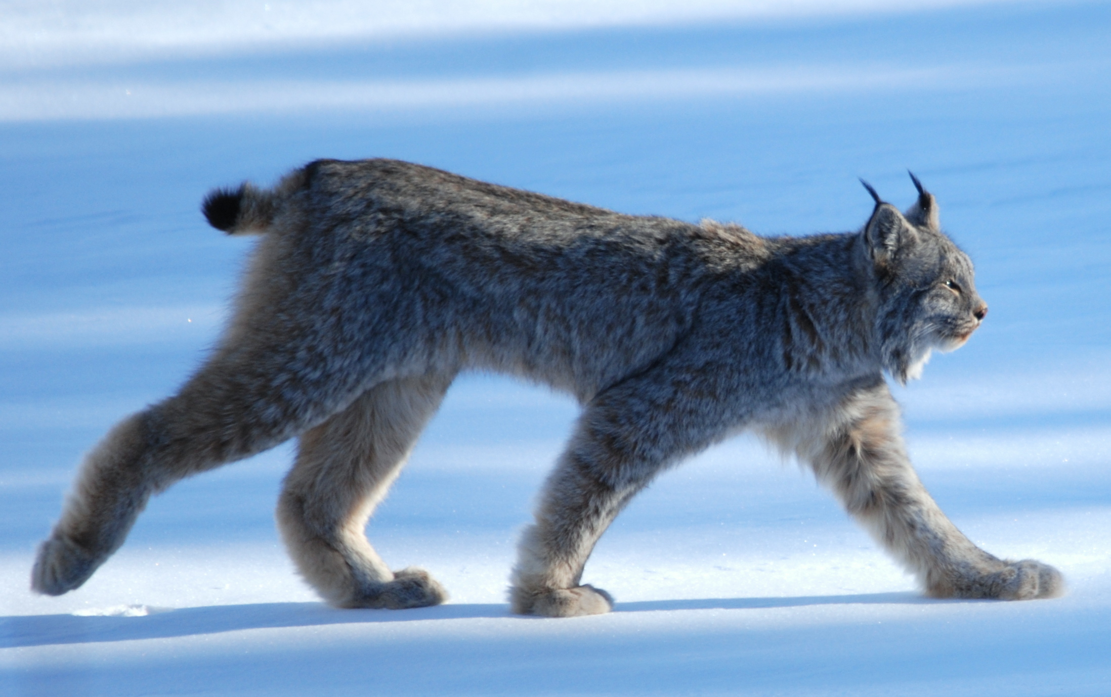 Lynx 