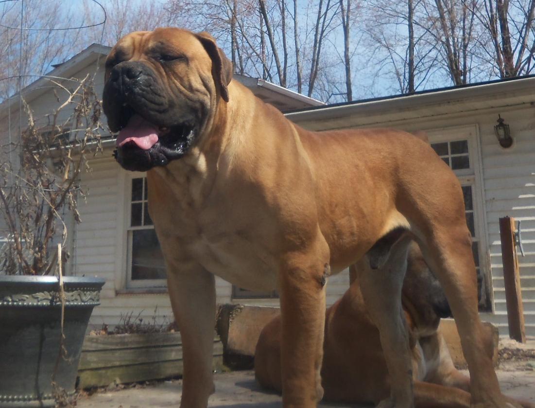 Boerboels