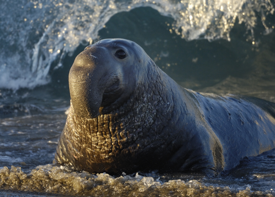 Elephant Seal 