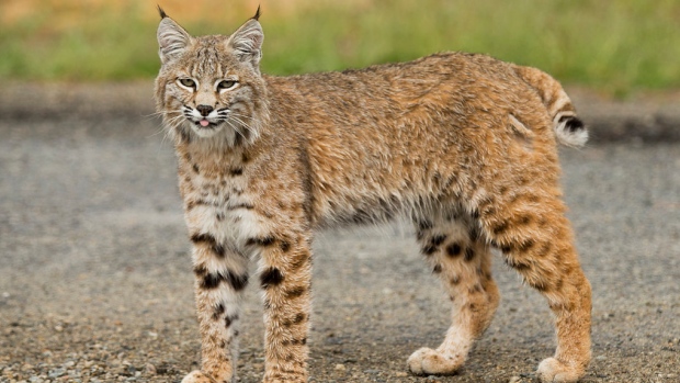 bobcat