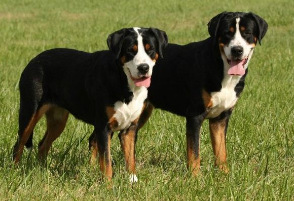 Greater Swiss Mountain Dogs