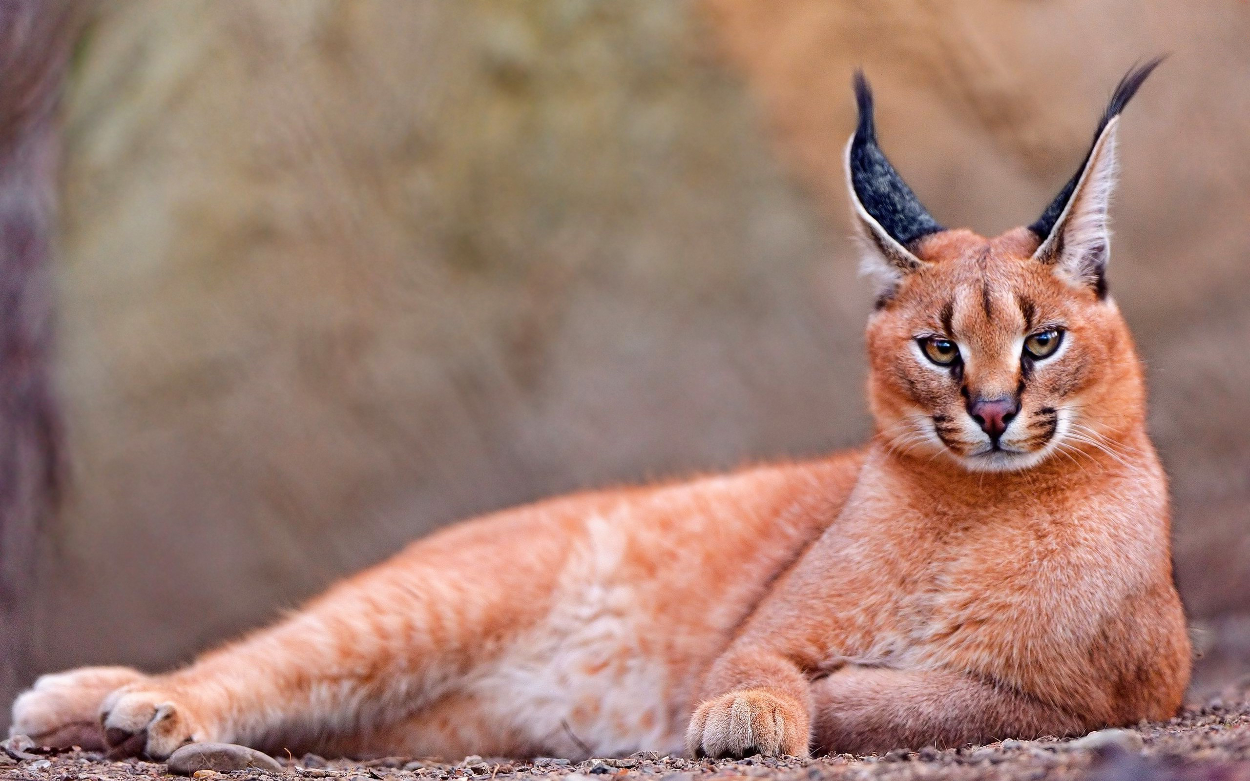 Caracal