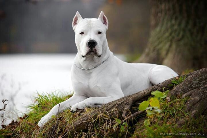 Argentinian Mastiffs