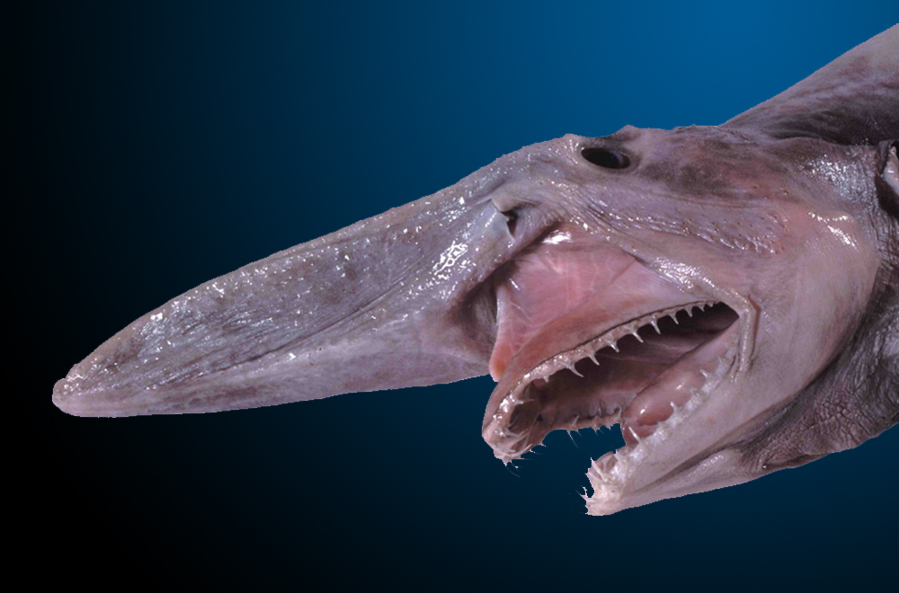 goblin-shark-nologo