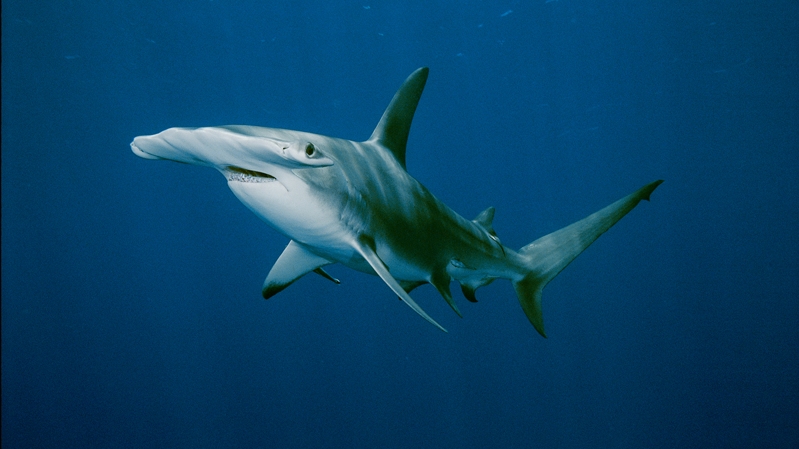 Hammerhead Shark 