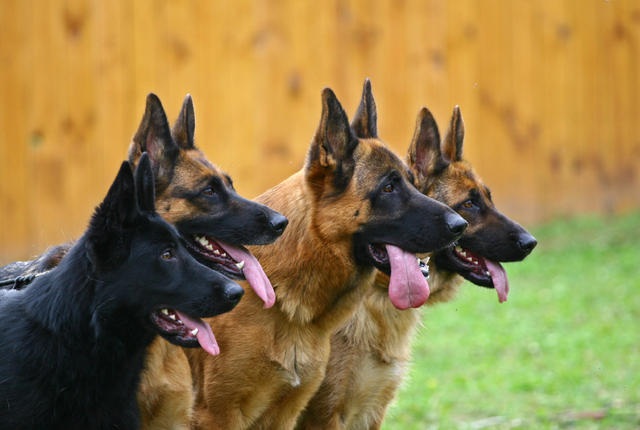 German Shepherds