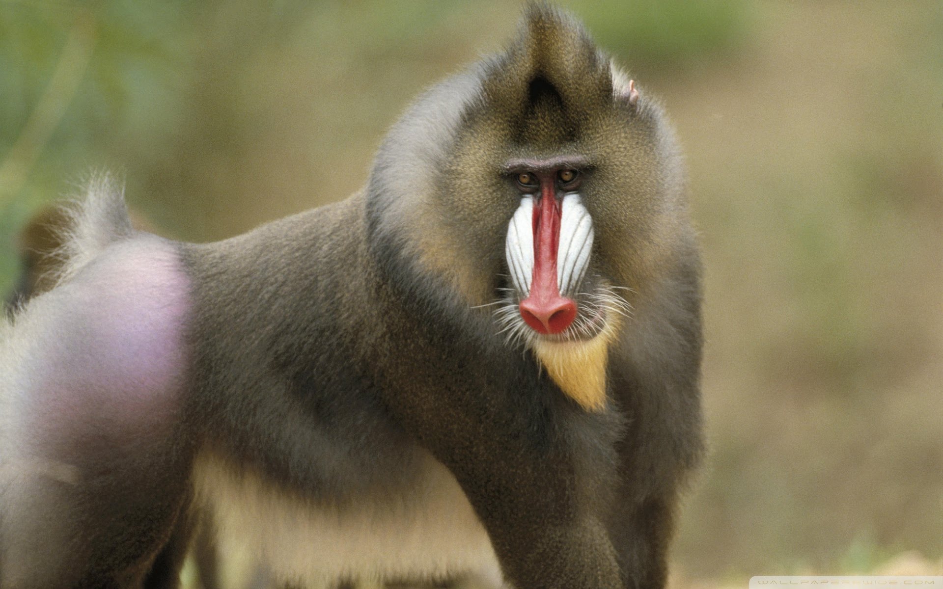 Mandrill