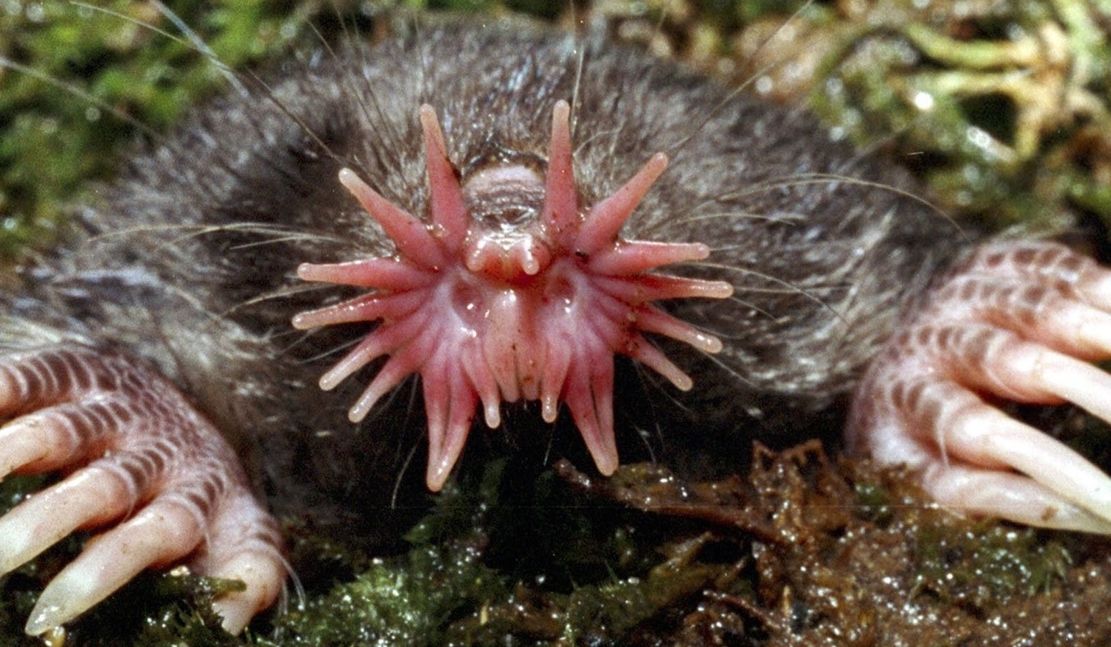 Star-Nosed Mole