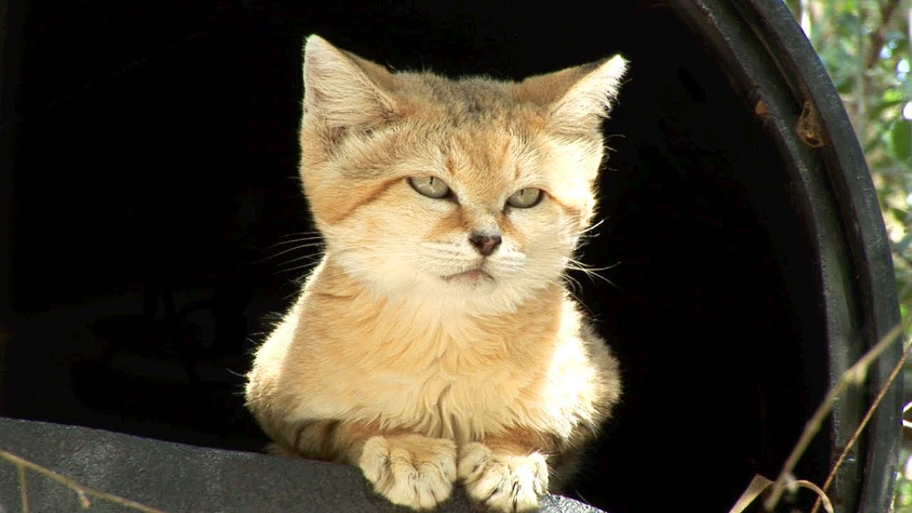 sand cat