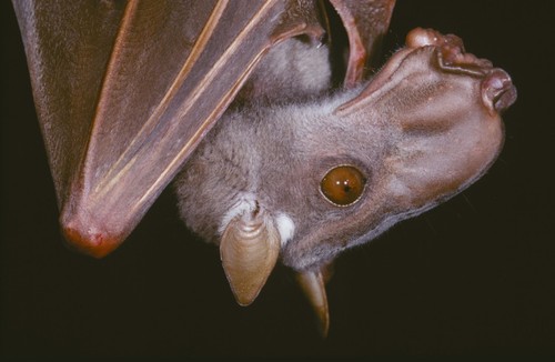 Hammer-Headed Bat