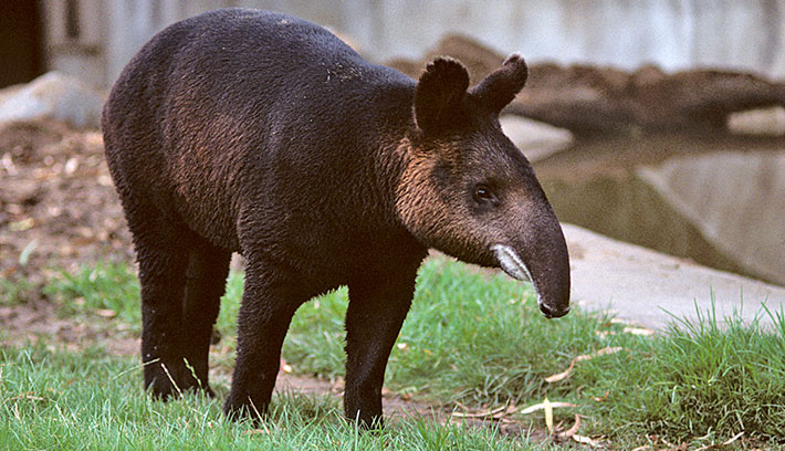 Tapir