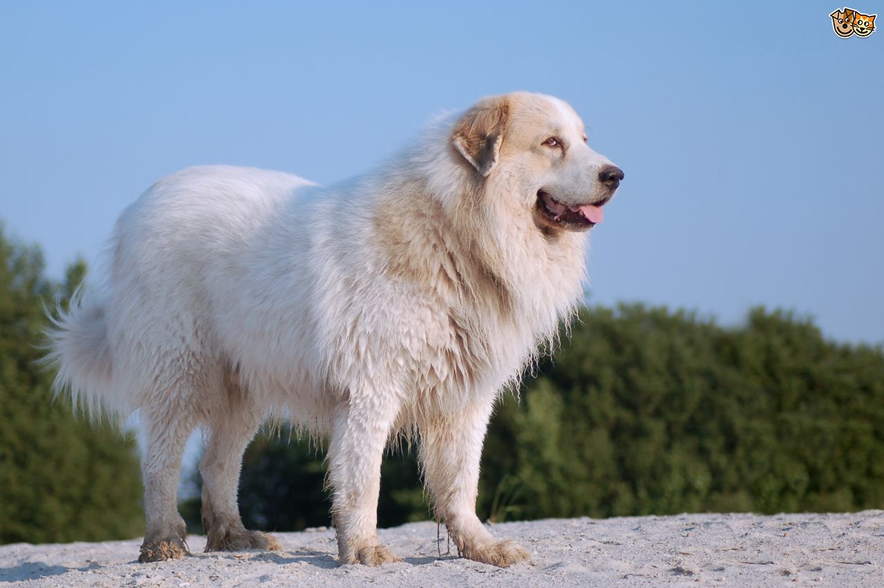 Pyrenean Mountain Dogs